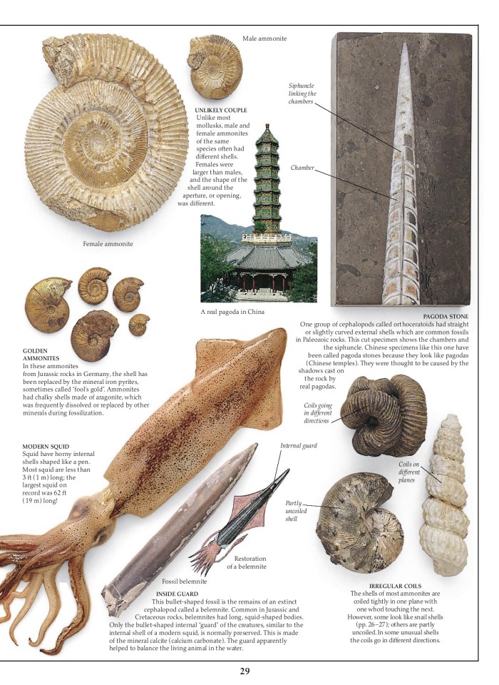 image for page Sách hóa thạch