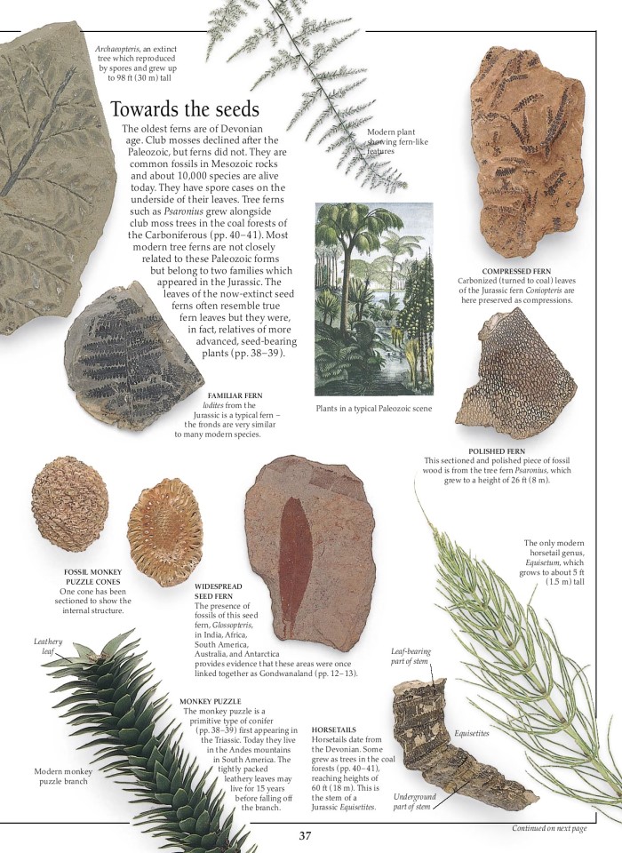 image for page Sách hóa thạch