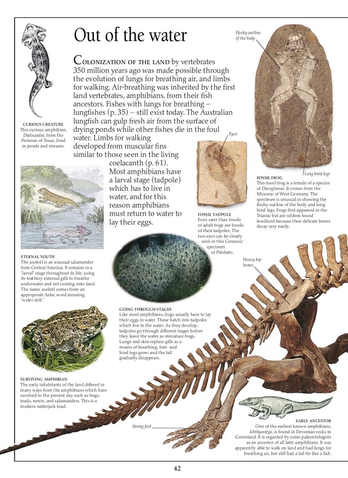 image for page Sách hóa thạch