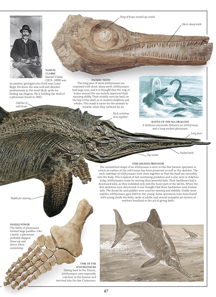 image for page Sách hóa thạch