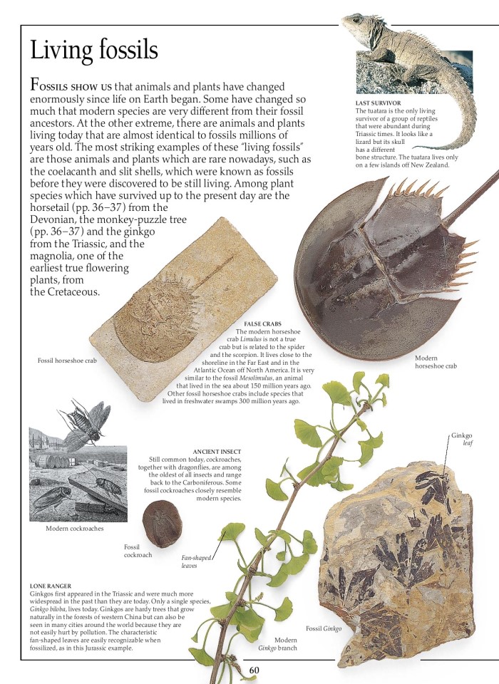 image for page Sách hóa thạch