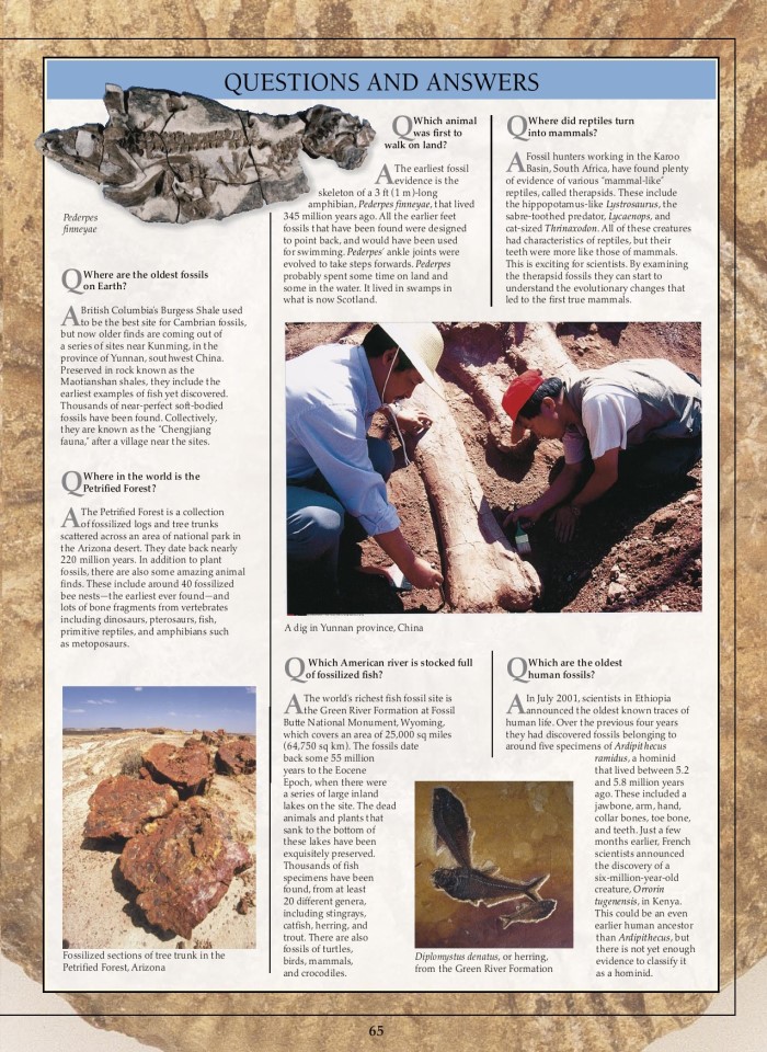 image for page Sách hóa thạch