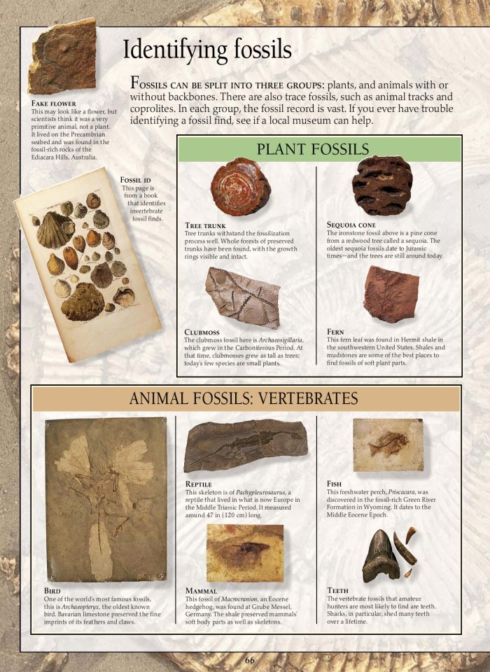 image for page Sách hóa thạch