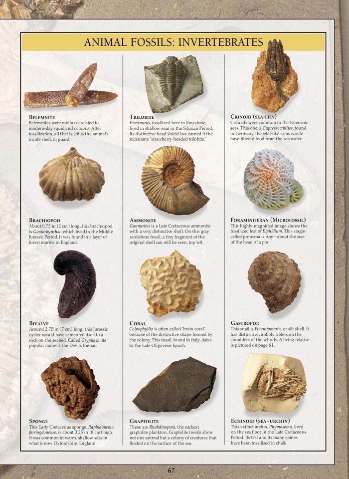 image for page Sách hóa thạch