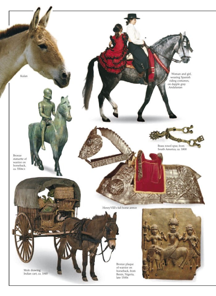 image for page Sách cacsloaif ngựa