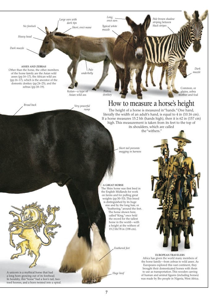 image for page Sách cacsloaif ngựa