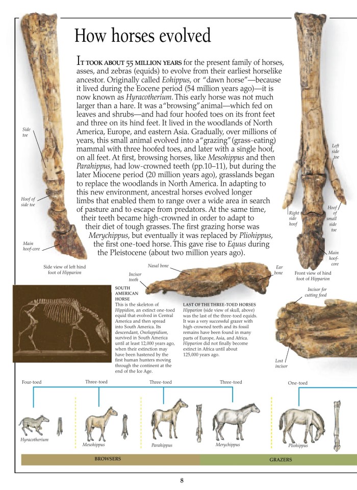 image for page Sách cacsloaif ngựa