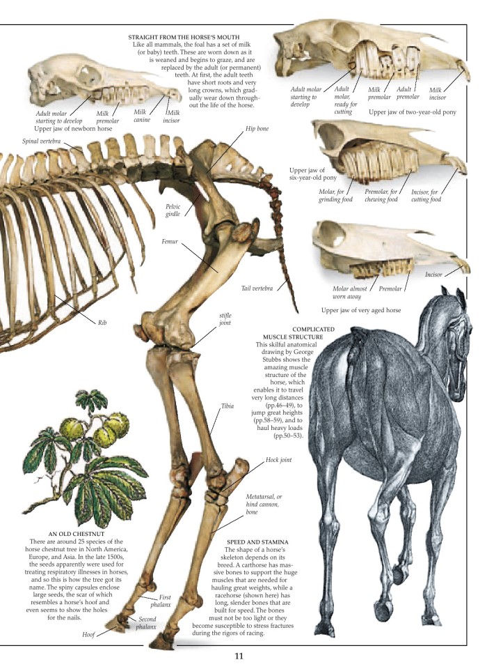 image for page Sách cacsloaif ngựa