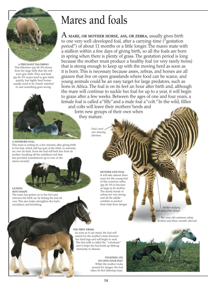 image for page Sách cacsloaif ngựa