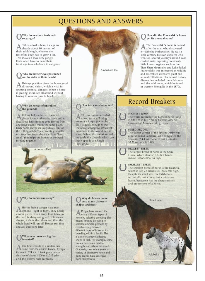 image for page Sách cacsloaif ngựa