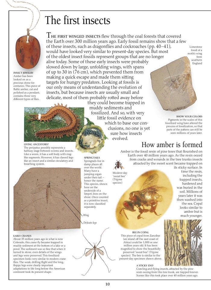 image for page Sách về côn trùng