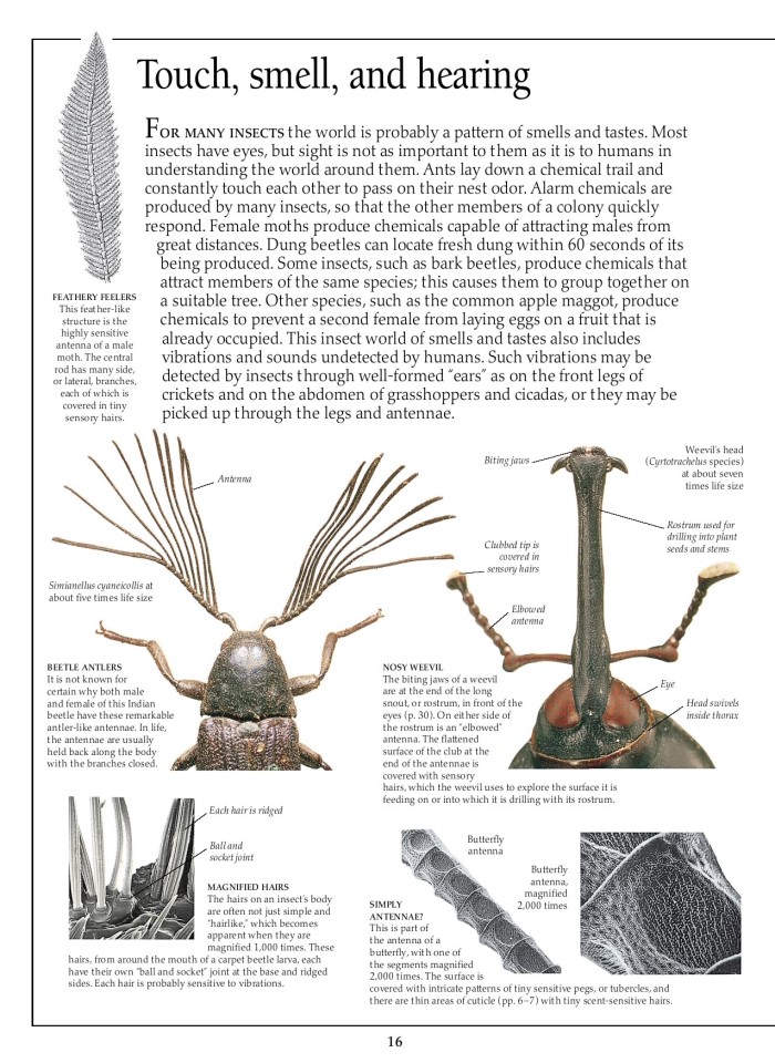 image for page Sách về côn trùng
