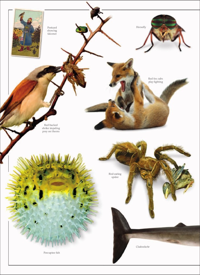 image for page Sách loài động vật ăn thịt