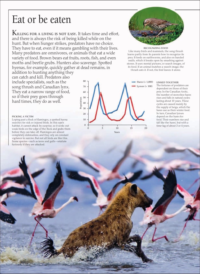 image for page Sách loài động vật ăn thịt