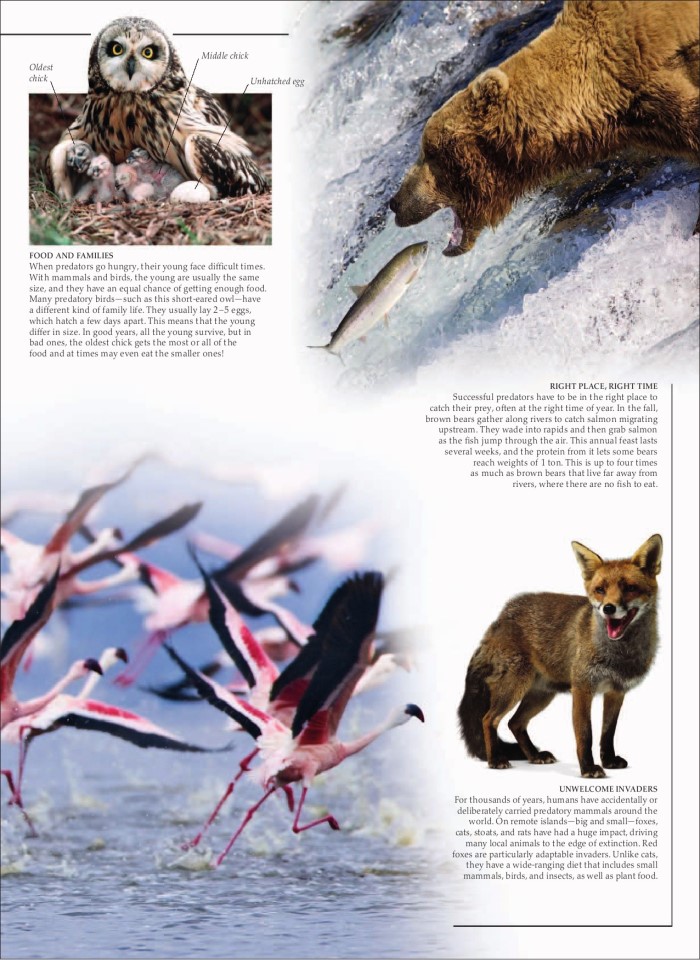 image for page Sách loài động vật ăn thịt