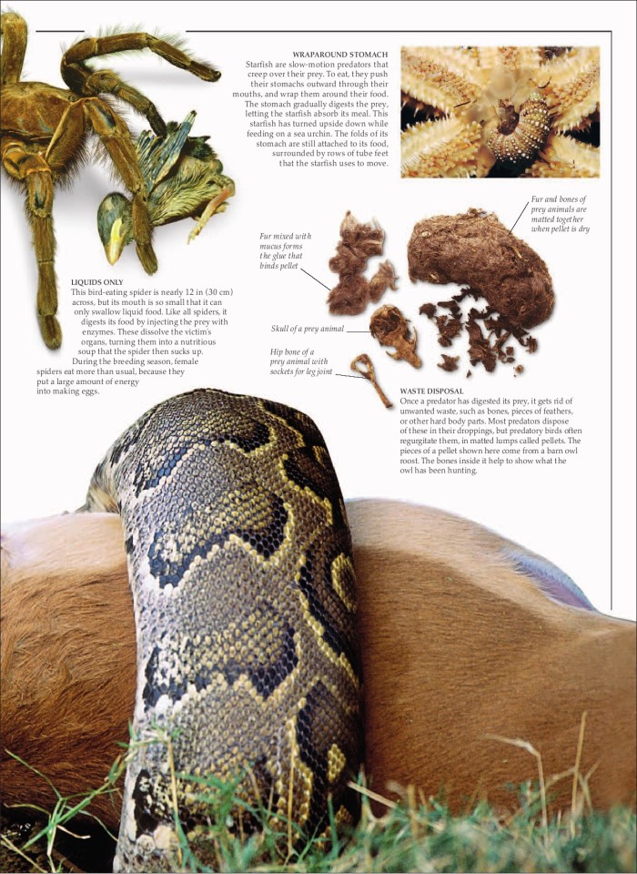 image for page Sách loài động vật ăn thịt