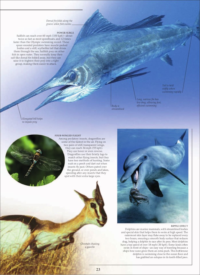 image for page Sách loài động vật ăn thịt