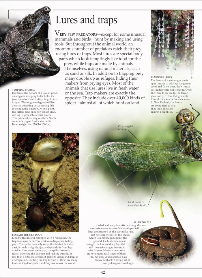 image for page Sách loài động vật ăn thịt