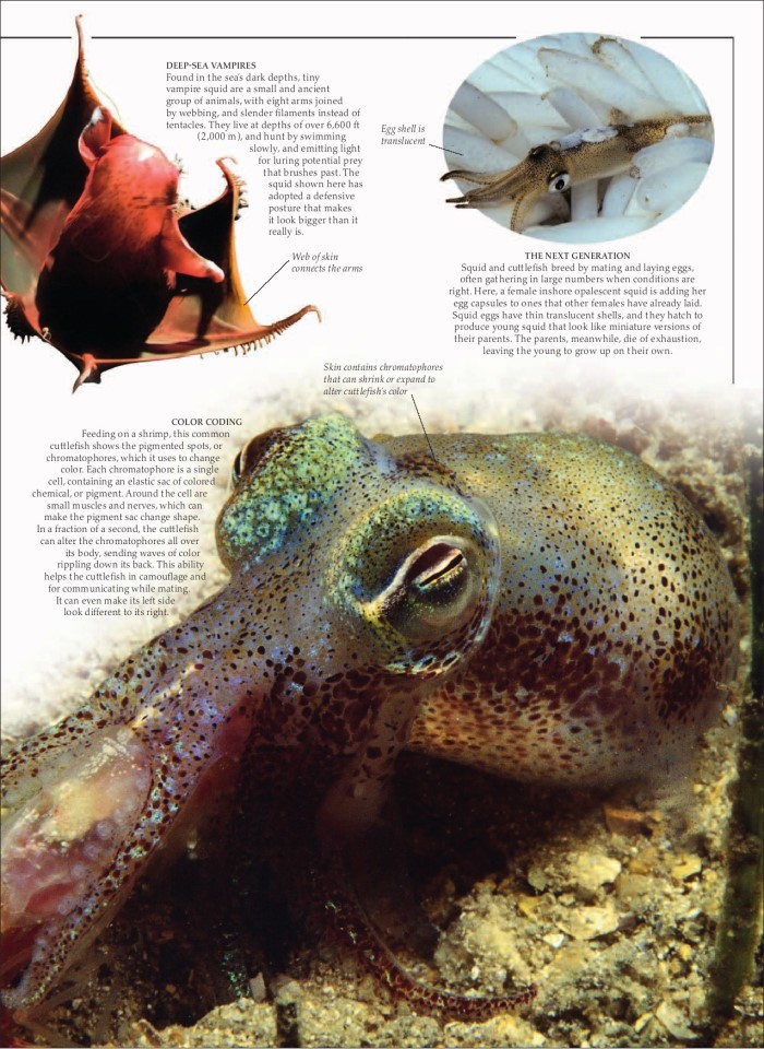 image for page Sách loài động vật ăn thịt