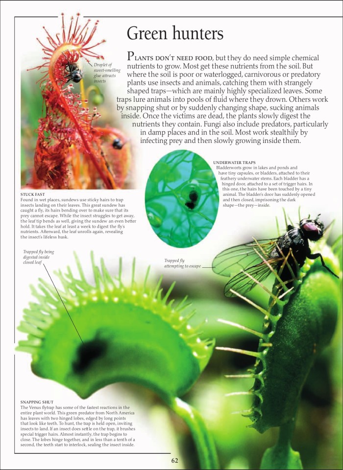 image for page Sách loài động vật ăn thịt