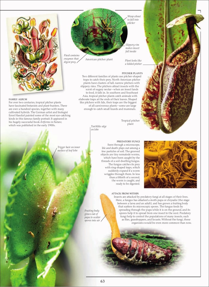 image for page Sách loài động vật ăn thịt