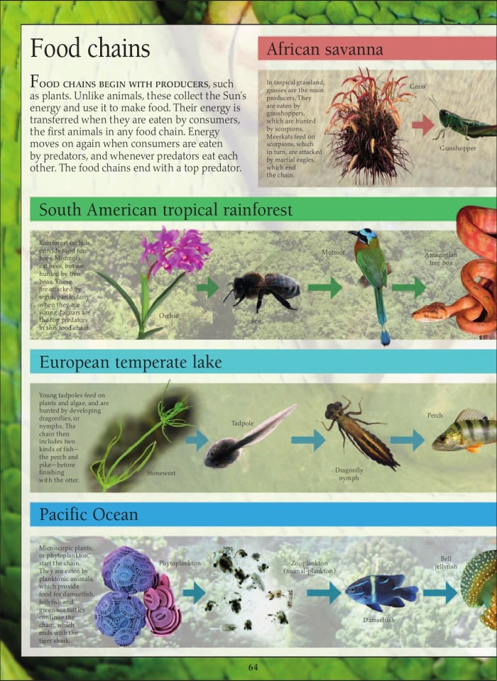 image for page Sách loài động vật ăn thịt