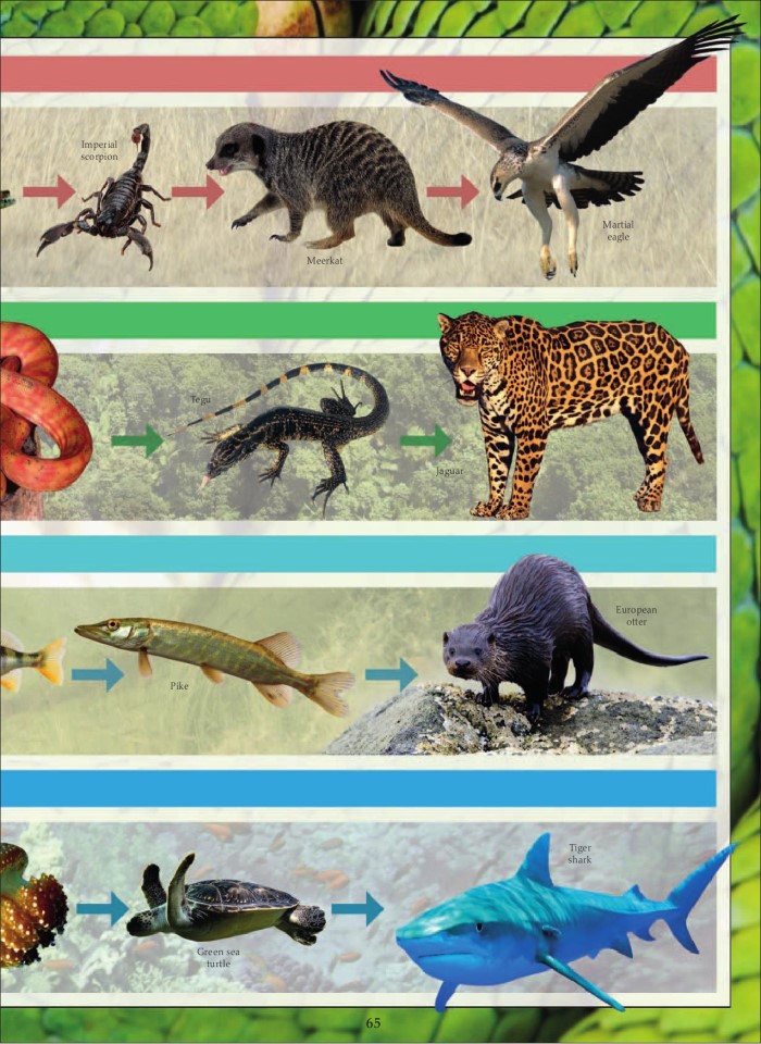 image for page Sách loài động vật ăn thịt