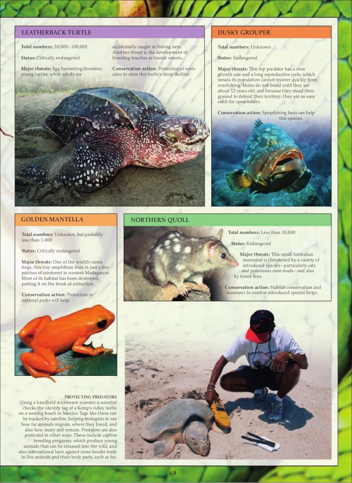 image for page Sách loài động vật ăn thịt