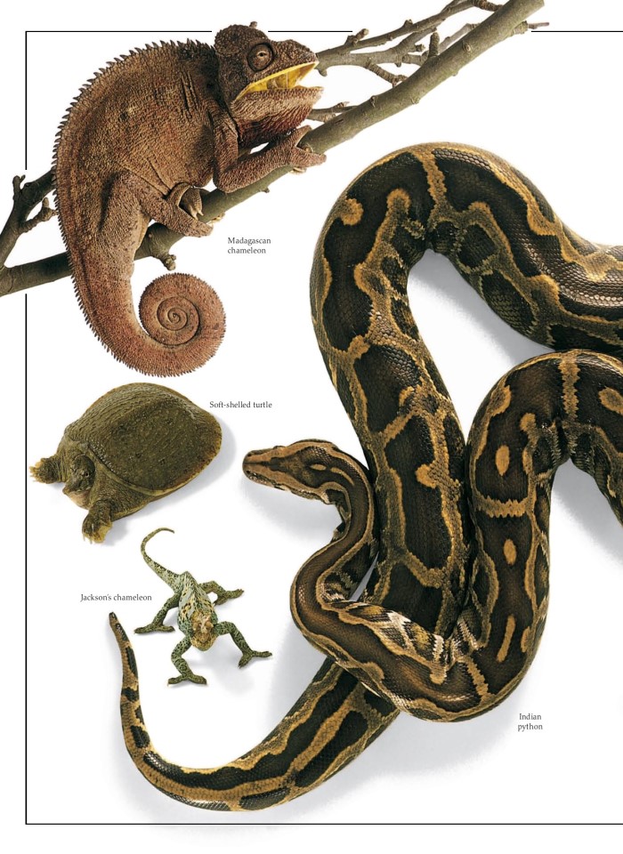 image for page Sách về loài bò sát