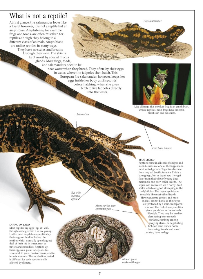 image for page Sách về loài bò sát