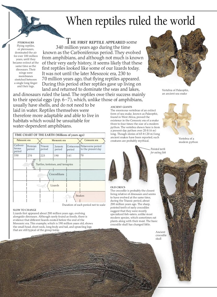 image for page Sách về loài bò sát