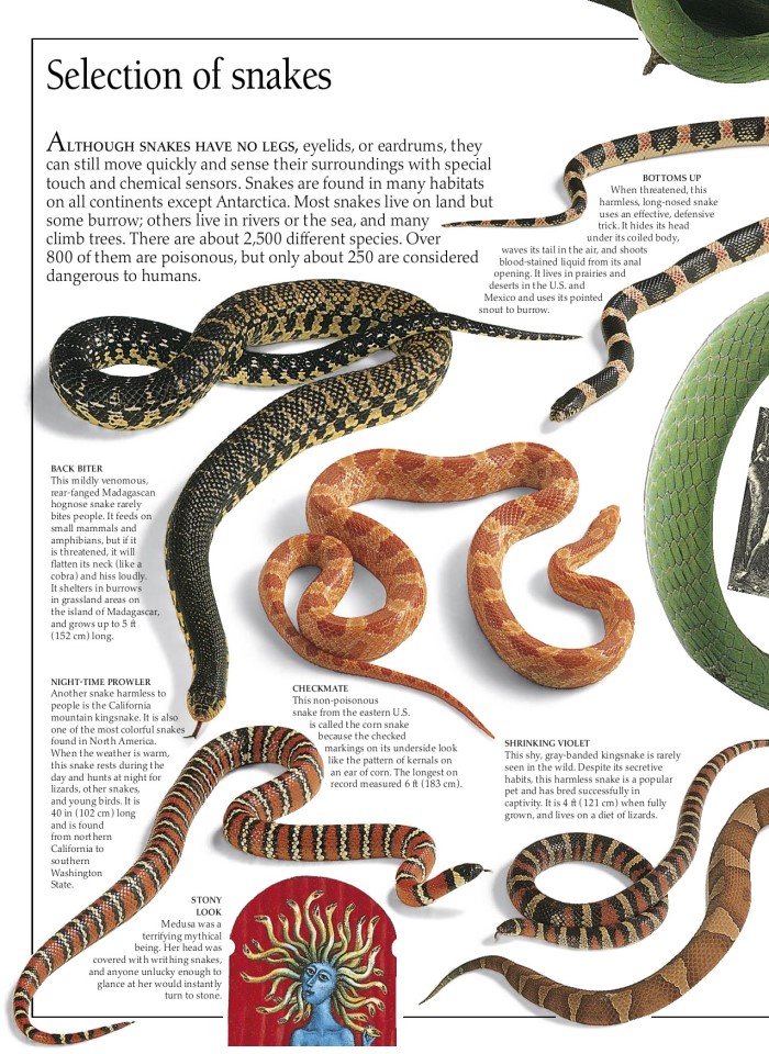 image for page Sách về loài bò sát