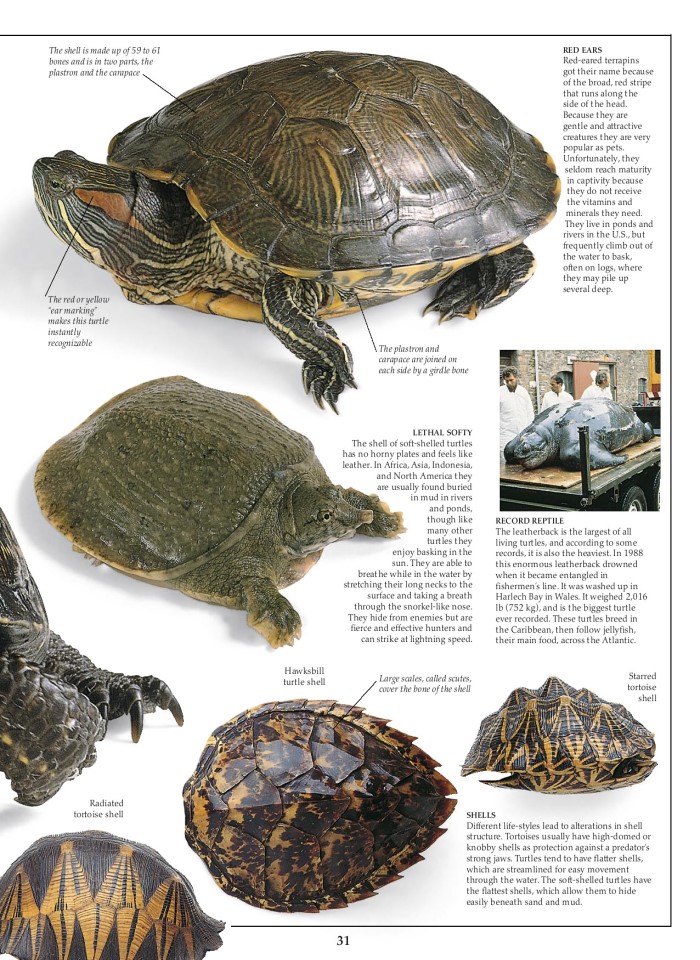 image for page Sách về loài bò sát