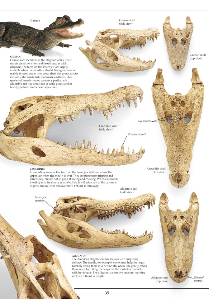 image for page Sách về loài bò sát