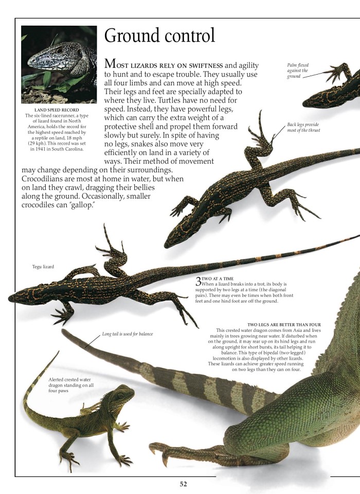 image for page Sách về loài bò sát