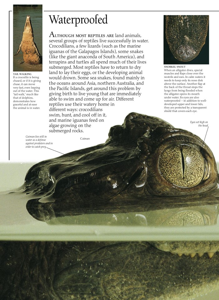 image for page Sách về loài bò sát