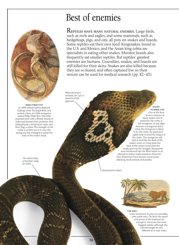 image for page Sách về loài bò sát