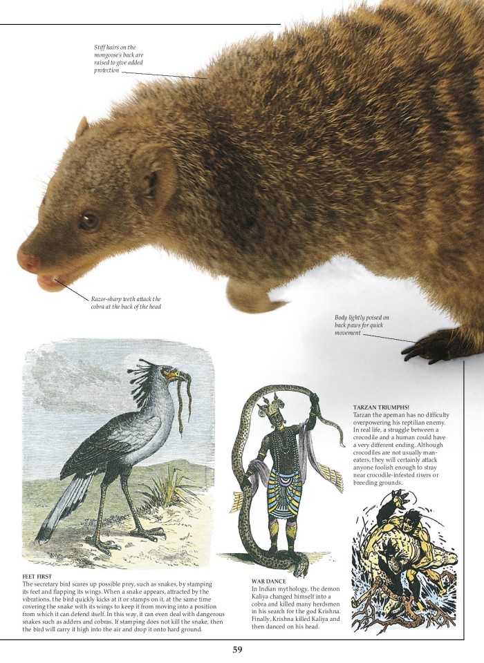 image for page Sách về loài bò sát