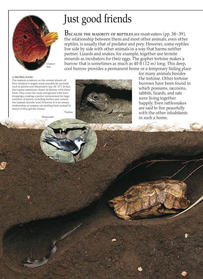 image for page Sách về loài bò sát