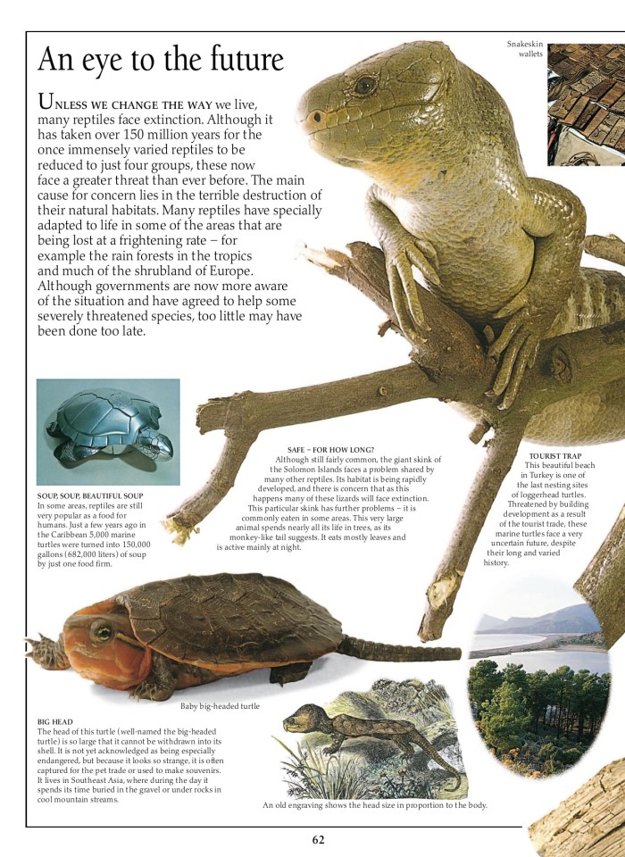 image for page Sách về loài bò sát