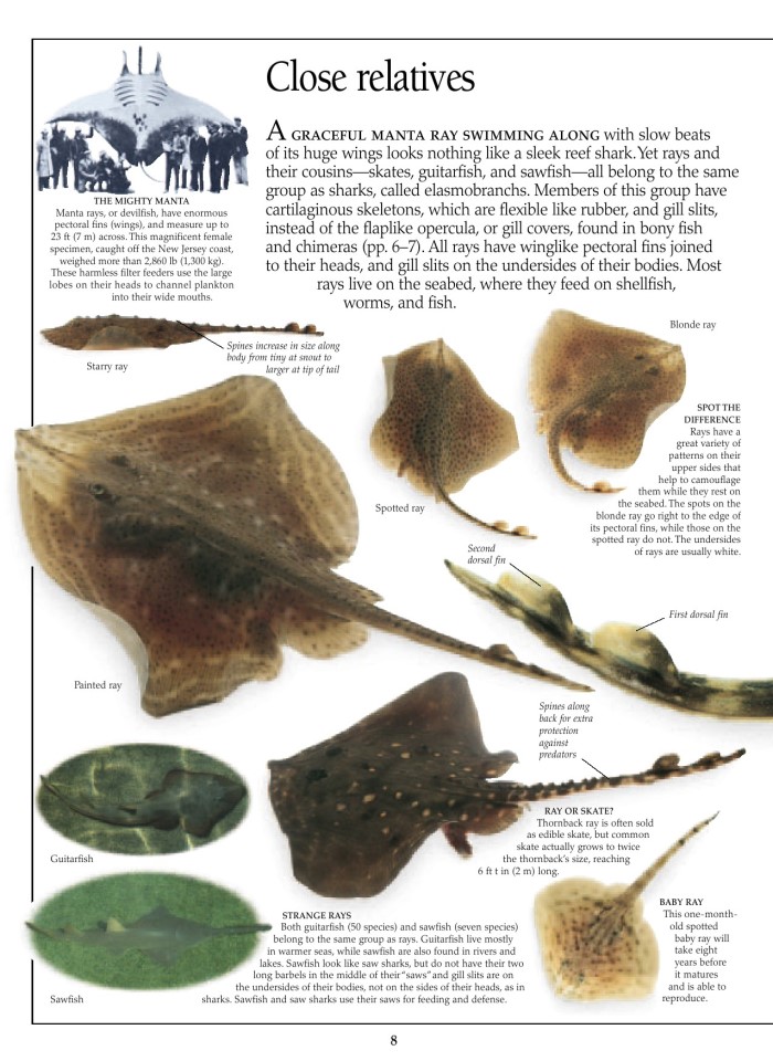 image for page Sách về cá mập