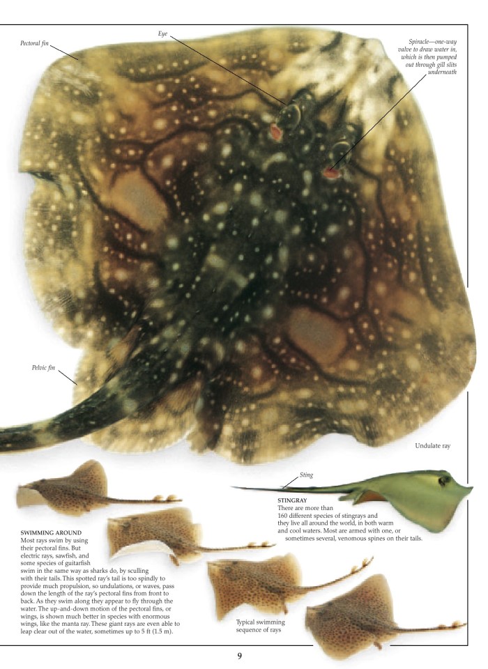 image for page Sách về cá mập