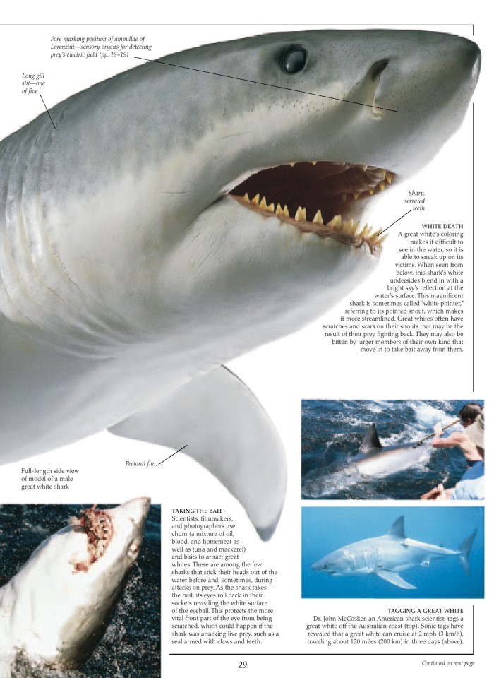 image for page Sách về cá mập