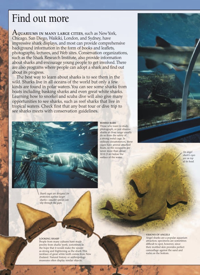 image for page Sách về cá mập