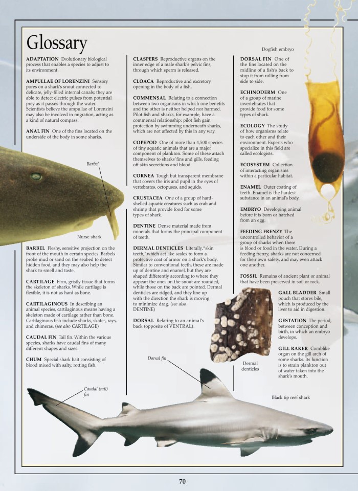 image for page Sách về cá mập