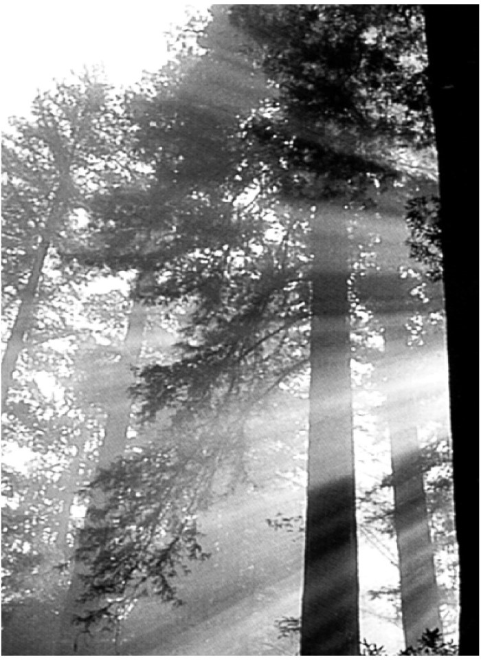 image for page Bí mật của may mắn