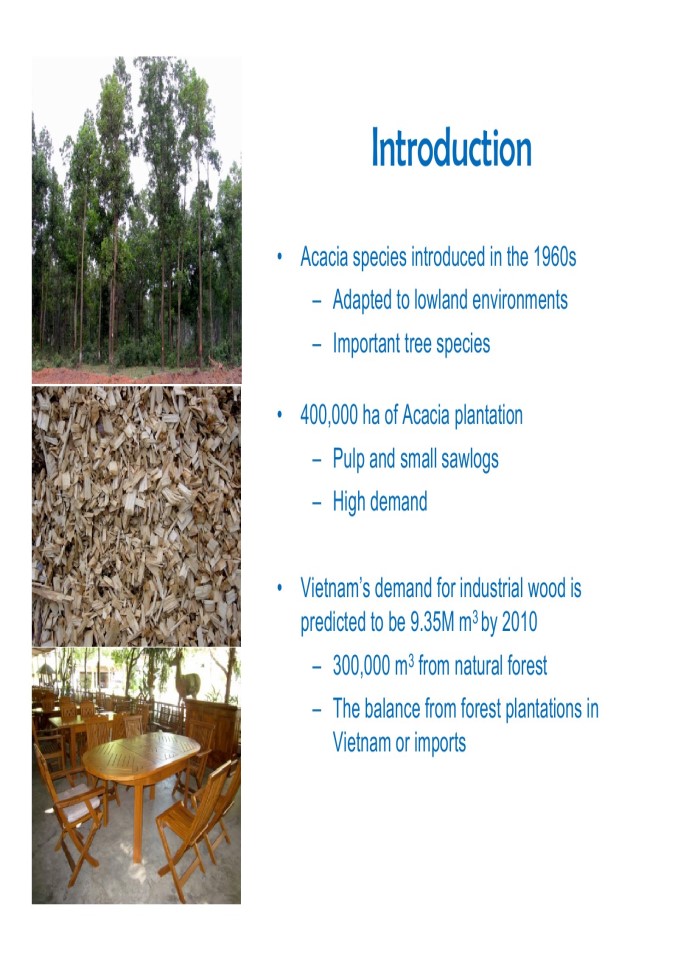 image for page Sustainable and profitable development of acacia plantations for sawlog production in Vietnam