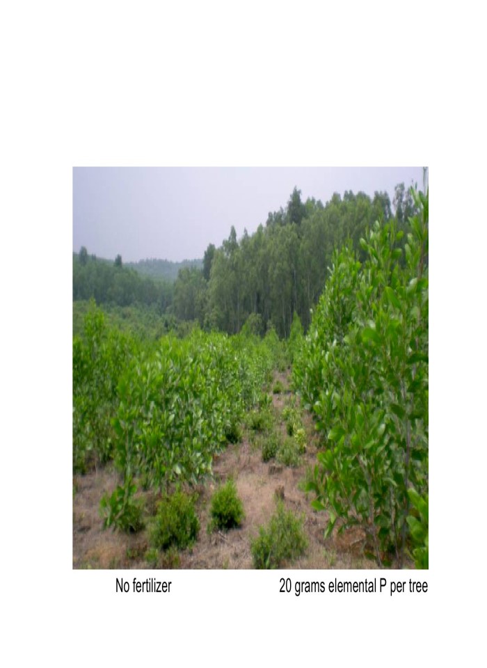 image for page Sustainable and profitable development of acacia plantations for sawlog production in Vietnam