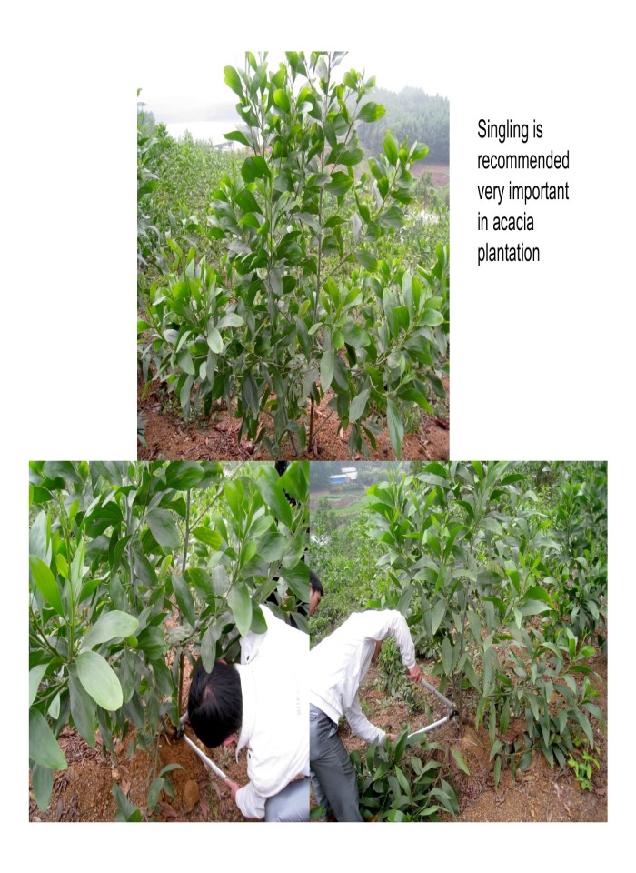 image for page Sustainable and profitable development of acacia plantations for sawlog production in Vietnam