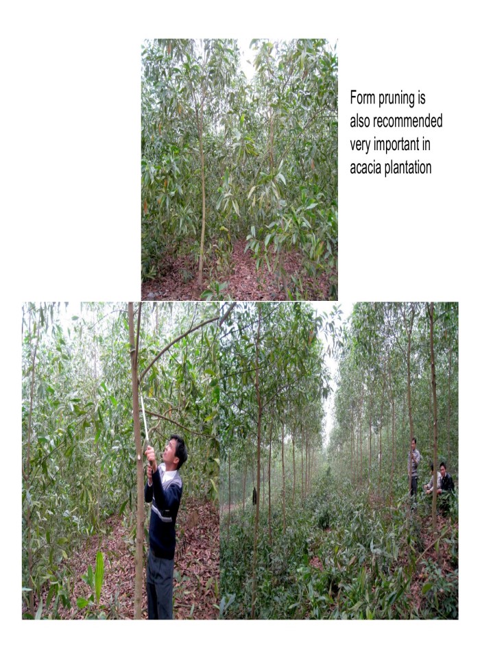 image for page Sustainable and profitable development of acacia plantations for sawlog production in Vietnam